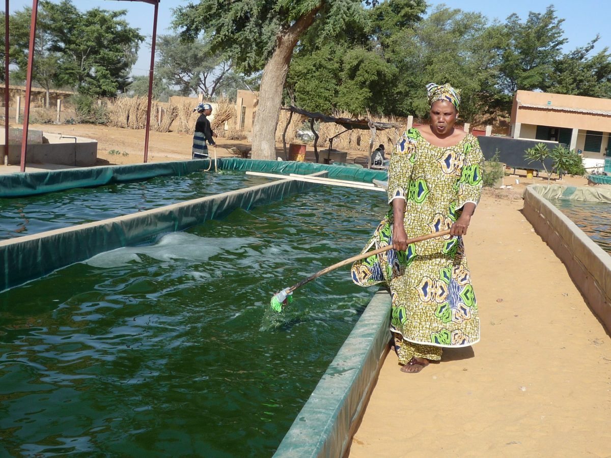 Mémoires de Femmes, une ferme à spiruline à Agadez
